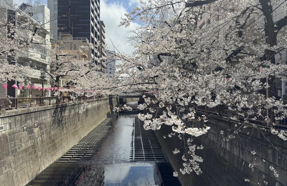 Come to　Nakameguro‼️　中目黒　桜🌸　　Thing One Likes